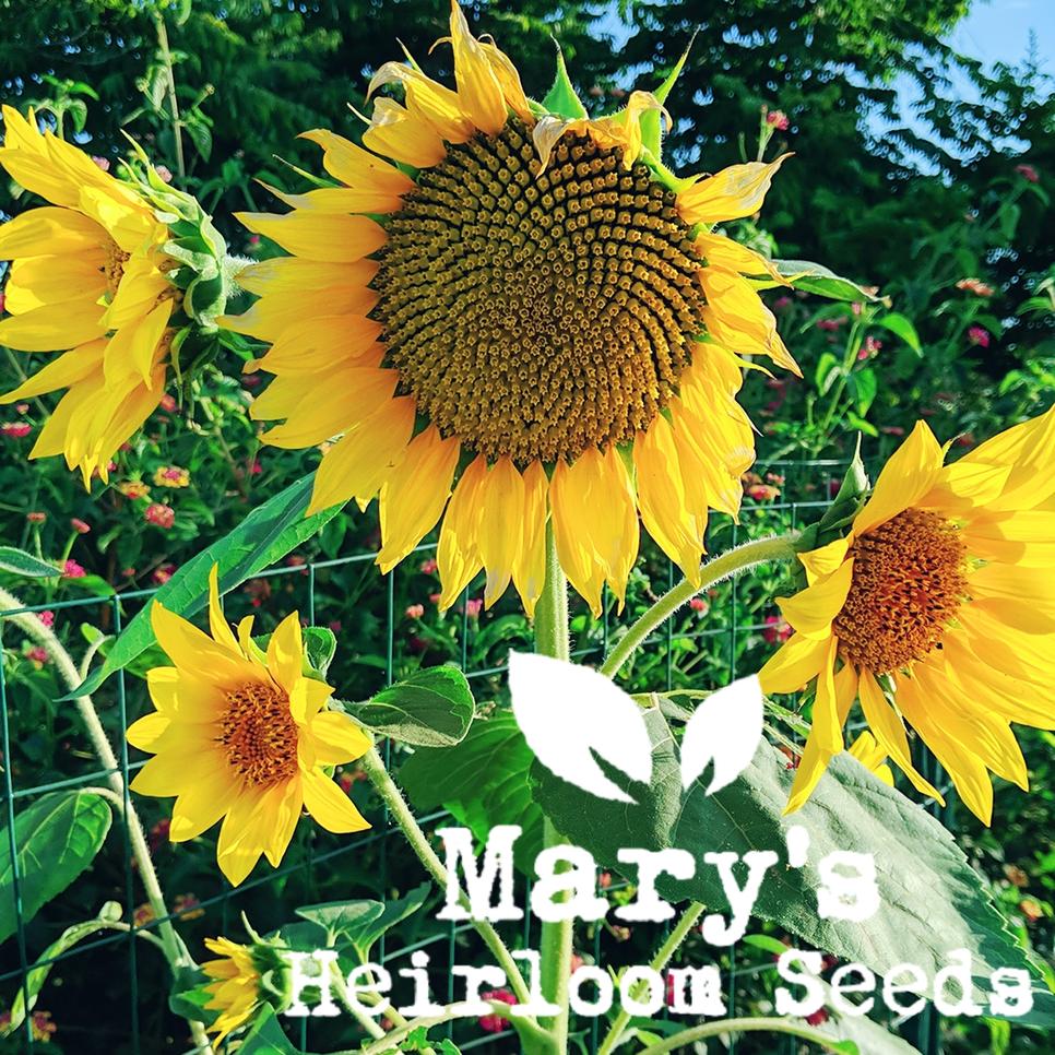 Mary's Heirloom Seeds