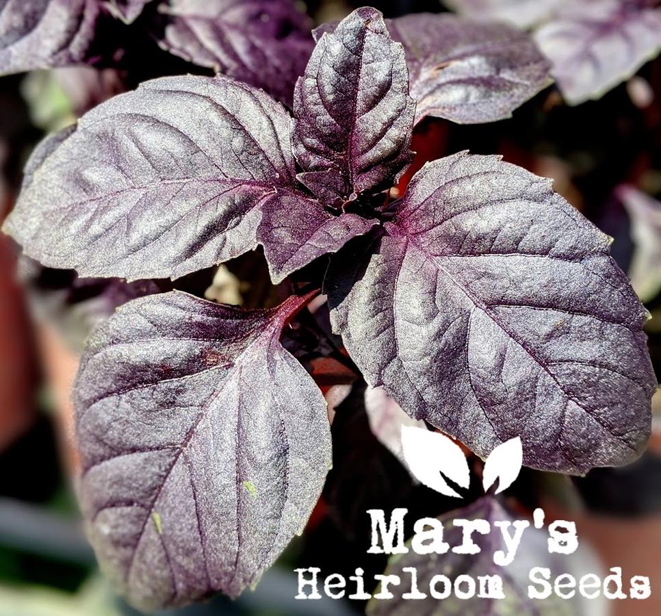 Growing Calendula from Seed – Mary's Heirloom Seeds